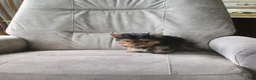 Yorkshire Terrier dogs for sale: Buddy - Ad 3