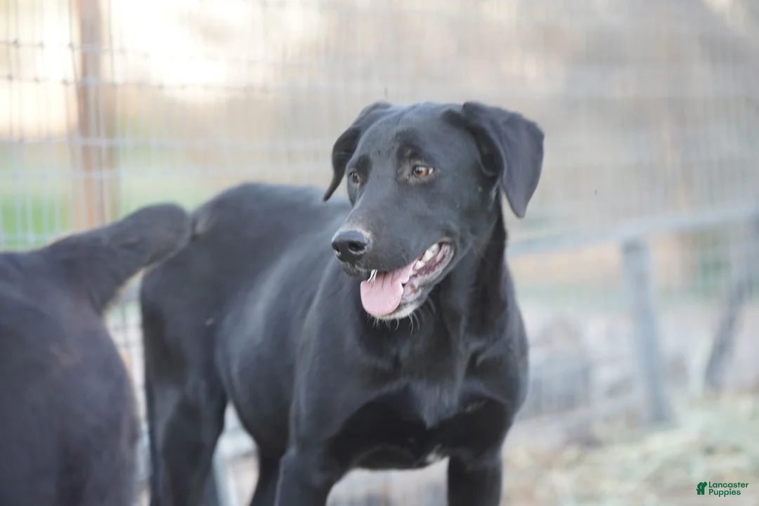 Mixed Breed dogs for sale: Jet Tiscar Farm Dog - Ad 55