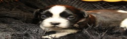 Shih Tzu dogs for sale: Ladybug - Ad 1