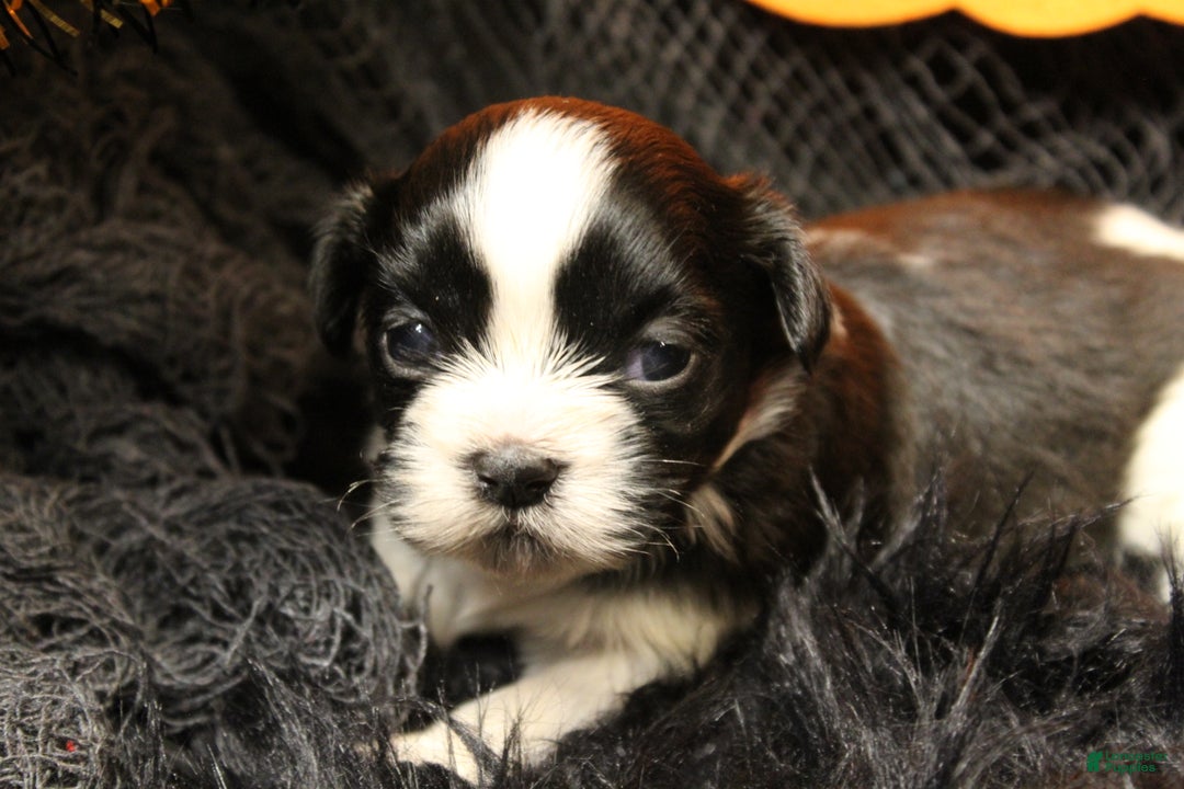 Shih Tzu dogs for sale: Ladybug - Ad 1
