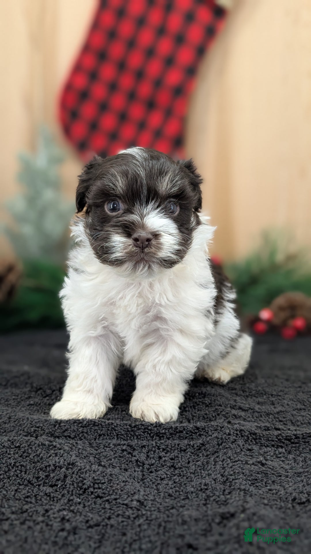 Havanese dogs for sale: Zorro - Ad 5
