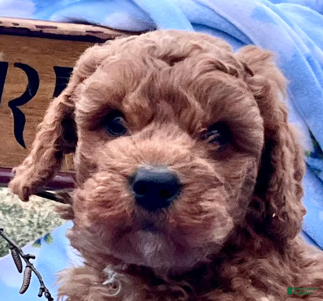 Mini Goldendoodle dogs for sale: Charming Robert❤️Call 717-548-2054 - Ad 2