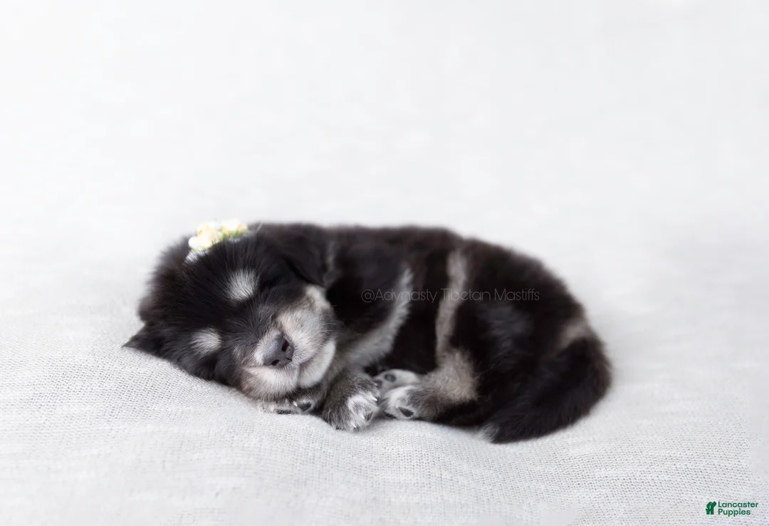 Tibetan Mastiff dogs for sale: Tibetan Mastiff Puppy | Yellow Girl - Ad 3