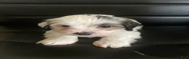 Shihpoo 2