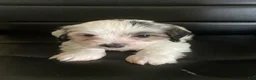 Shihpoo dogs for sale: Shihpoo 2 - Ad 1