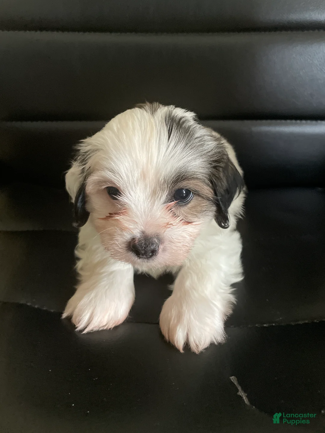Shihpoo dogs for sale: Shihpoo 2 - Ad 1