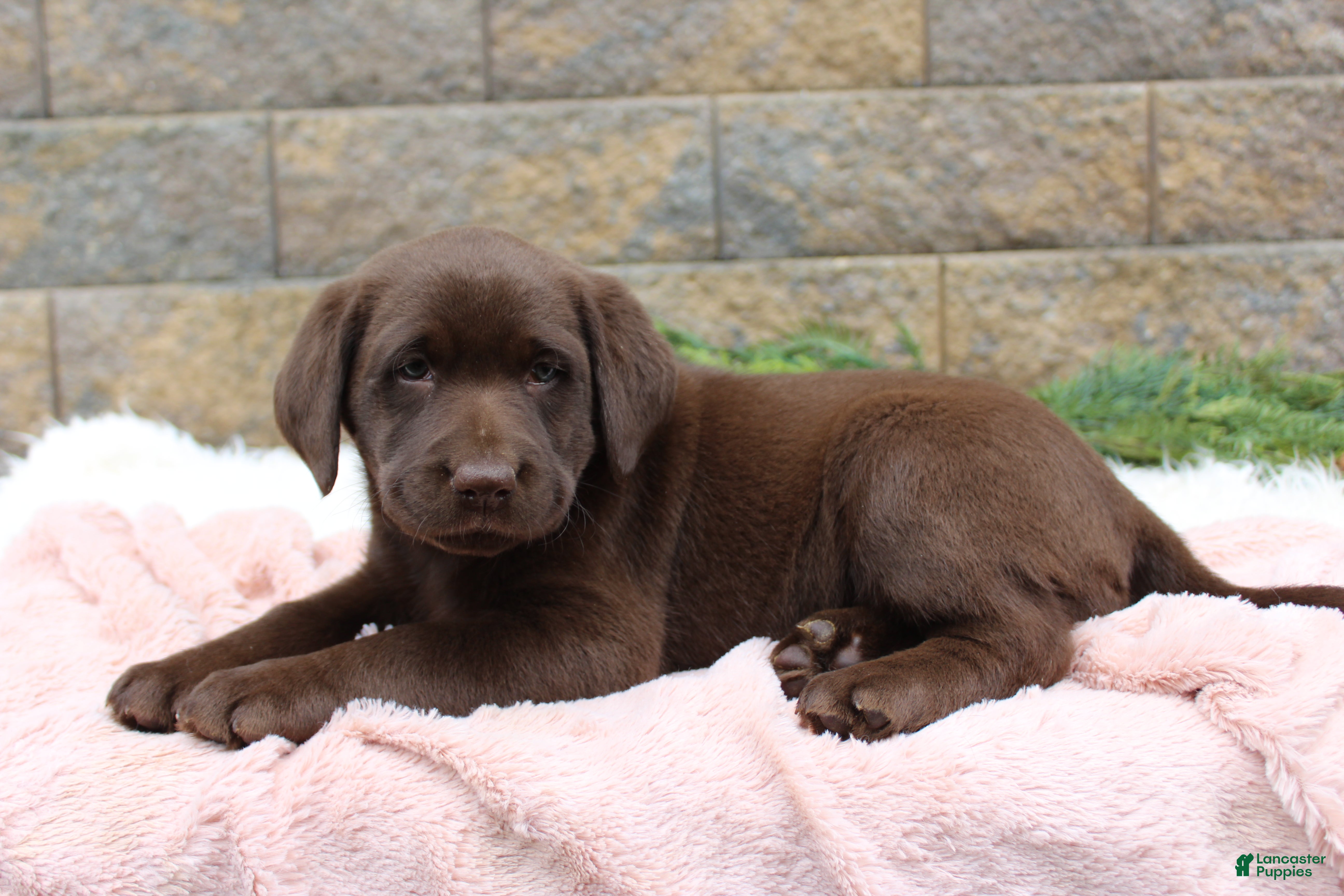 Labrador Retriever dogs for sale: Sue - Ad 6