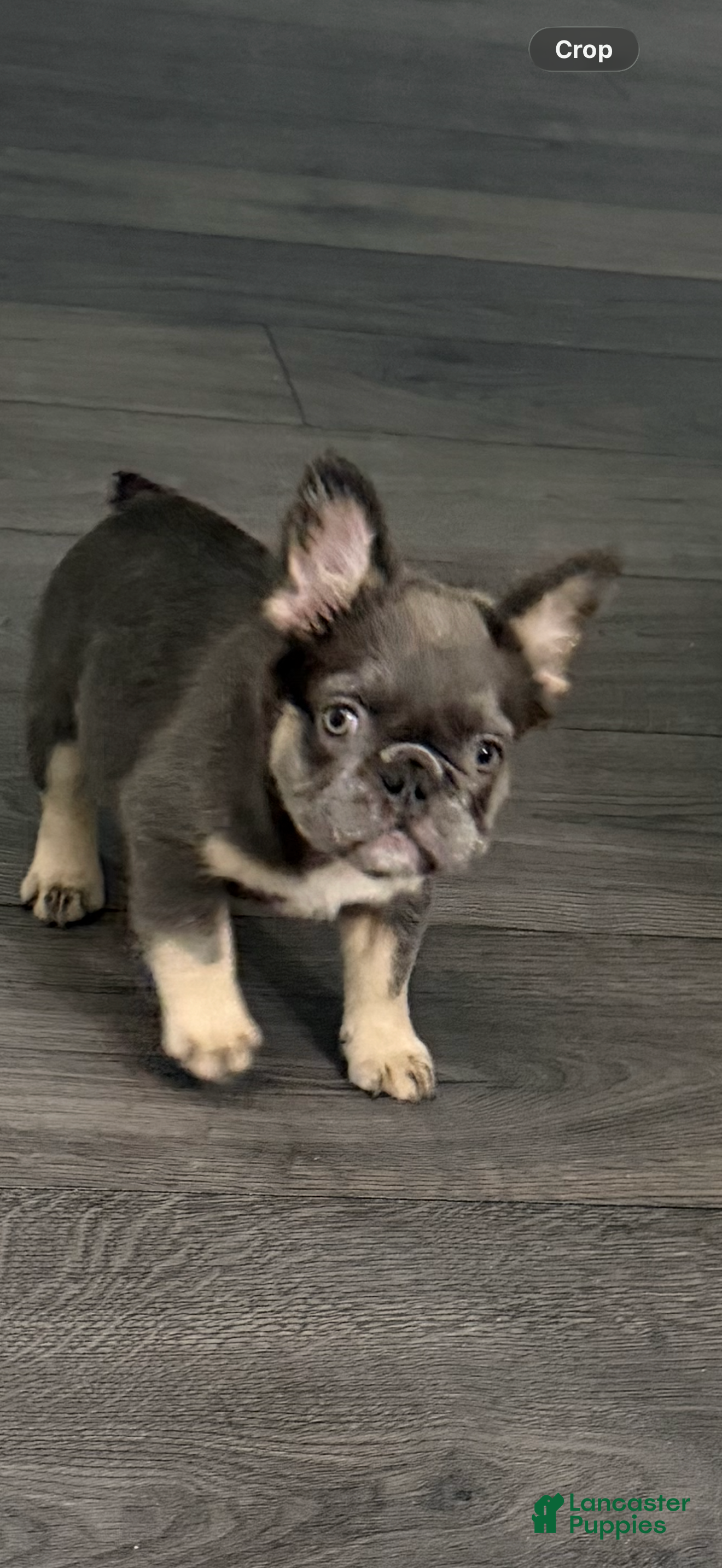 French Bulldog dogs French Bulldog 2 - Ad 31