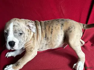 American Bully dogs for sale: American Bully Puppy 1 - Ad 2