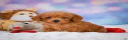 Cavapoo dogs for sale: Dash - Ad 12