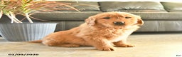 Golden Retriever dogs for sale: Riley - Ad 1