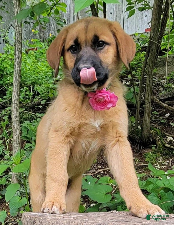 Mixed Breed dogs Ellie - Ad 2