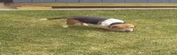 Beaglier dogs for sale: Wren - Ad 7