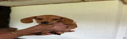 Miniature Dachshund dogs for sale: Miniature Dachshund 1 - Ad 6