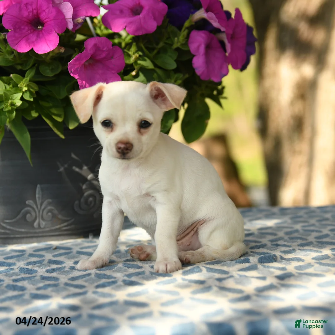 Chihuahua dogs for sale: Rasta - Ad 1