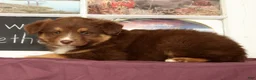 Miniature Australian Shepherd dogs for sale: Sheila - Ad 3