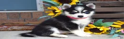 Pomsky dogs for sale: Penny - Ad 9