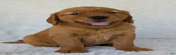 Golden Retriever dogs for sale: Miss Ruby  - Ad 4