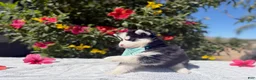 Pomsky dogs for sale: Eclipse - Ad 6