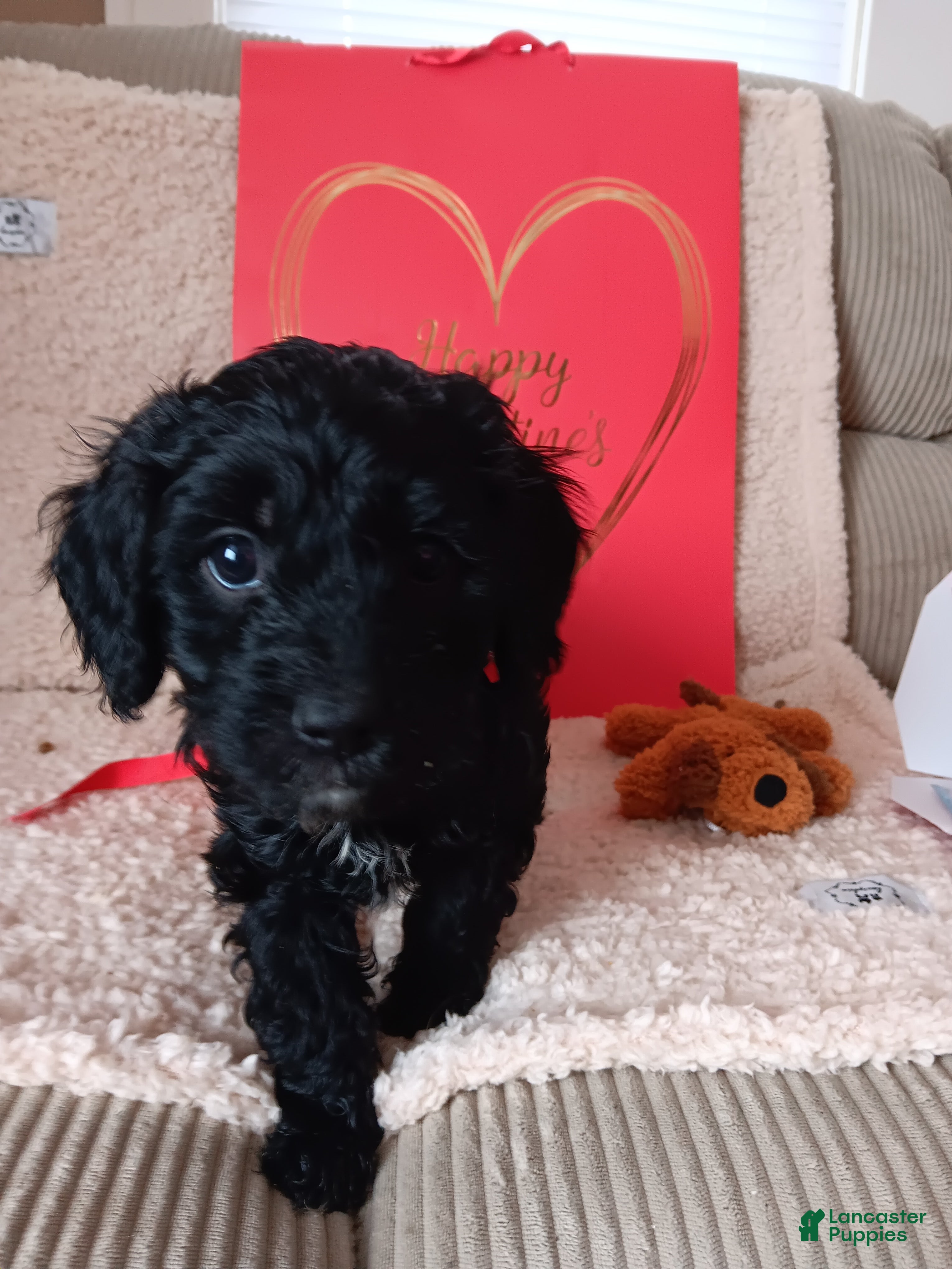 Cavapoo dogs Cavapoo Puppy 1 - Ad 1