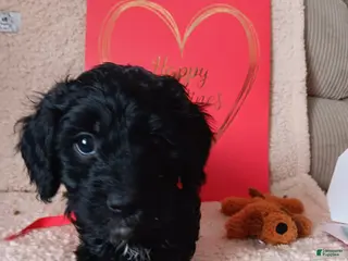 Cavapoo dogs Cavapoo Puppy 1 - Ad 4