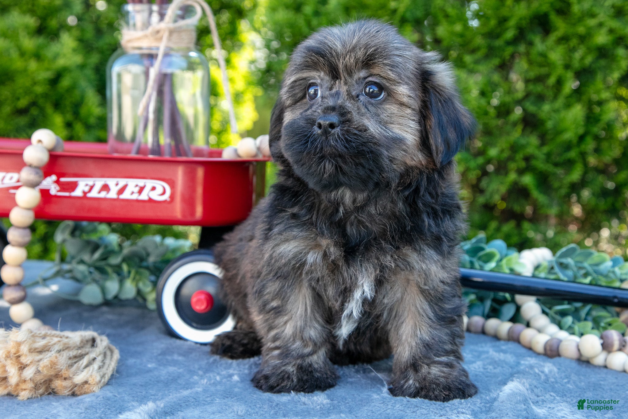 Shorkie dogs Benny - Ad 1