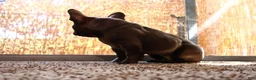 French Bulldog dogs for sale: Frenchie  - Ad 8