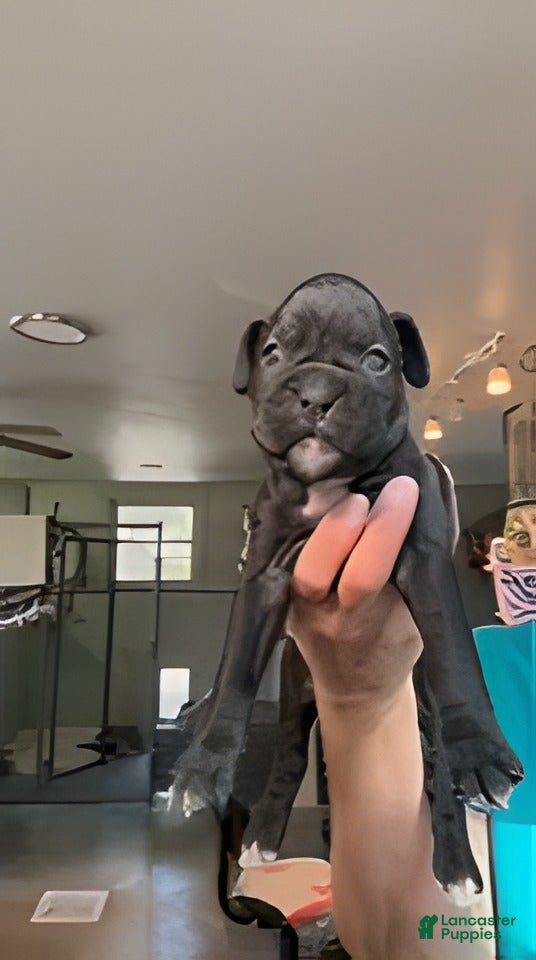 Boxer