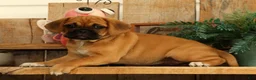 Puggle dogs for sale: Astrid - Ad 4
