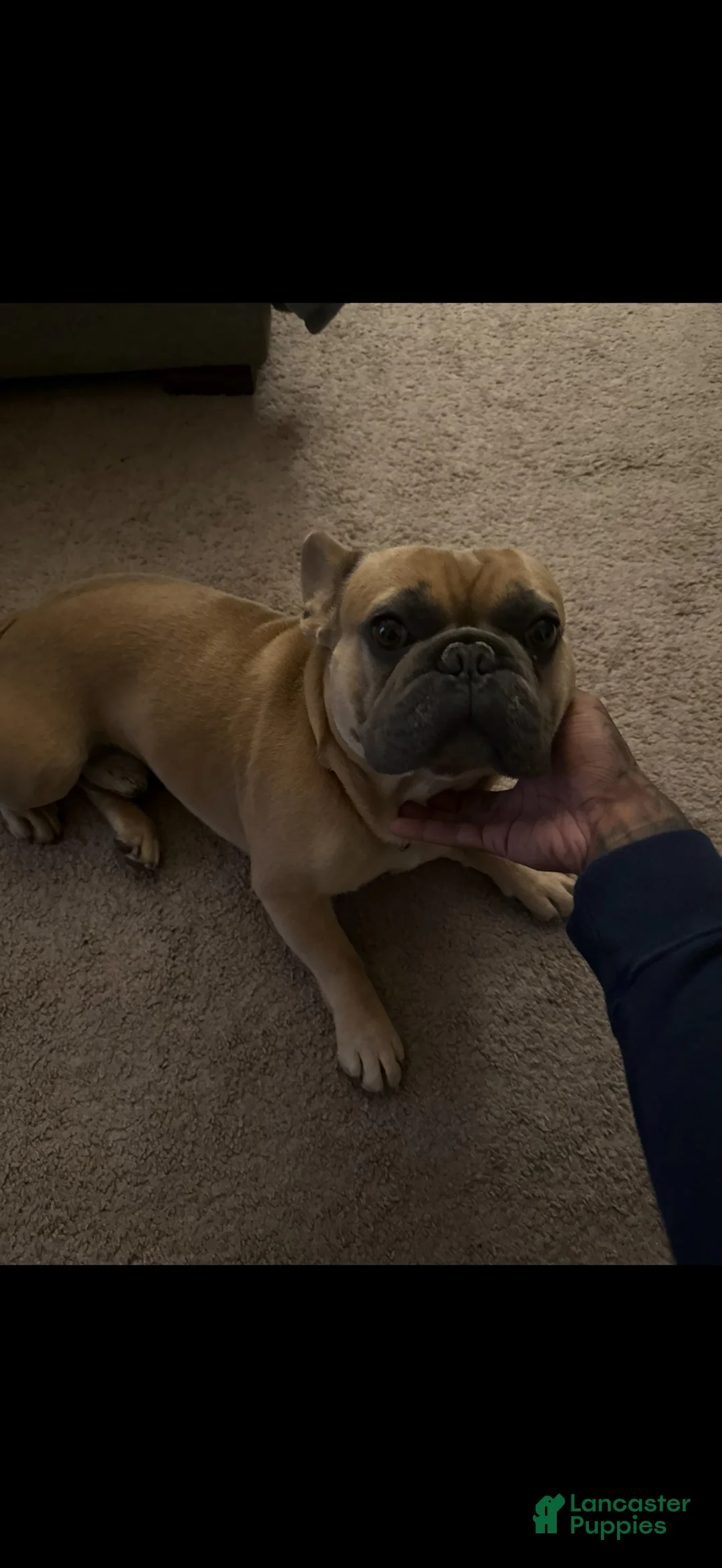 French Bulldog dogs for stud: Smokes pups - Ad 2