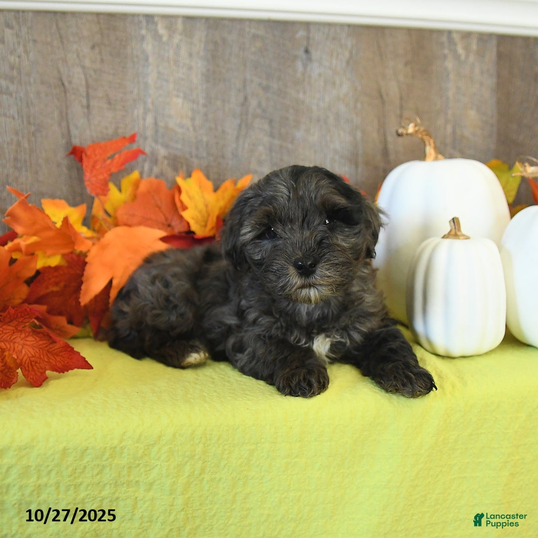Yorkiepoo dogs for sale: Lemmy - Ad 10