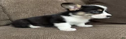 Welsh Corgi Pembroke dogs for sale: Chip - Ad 4