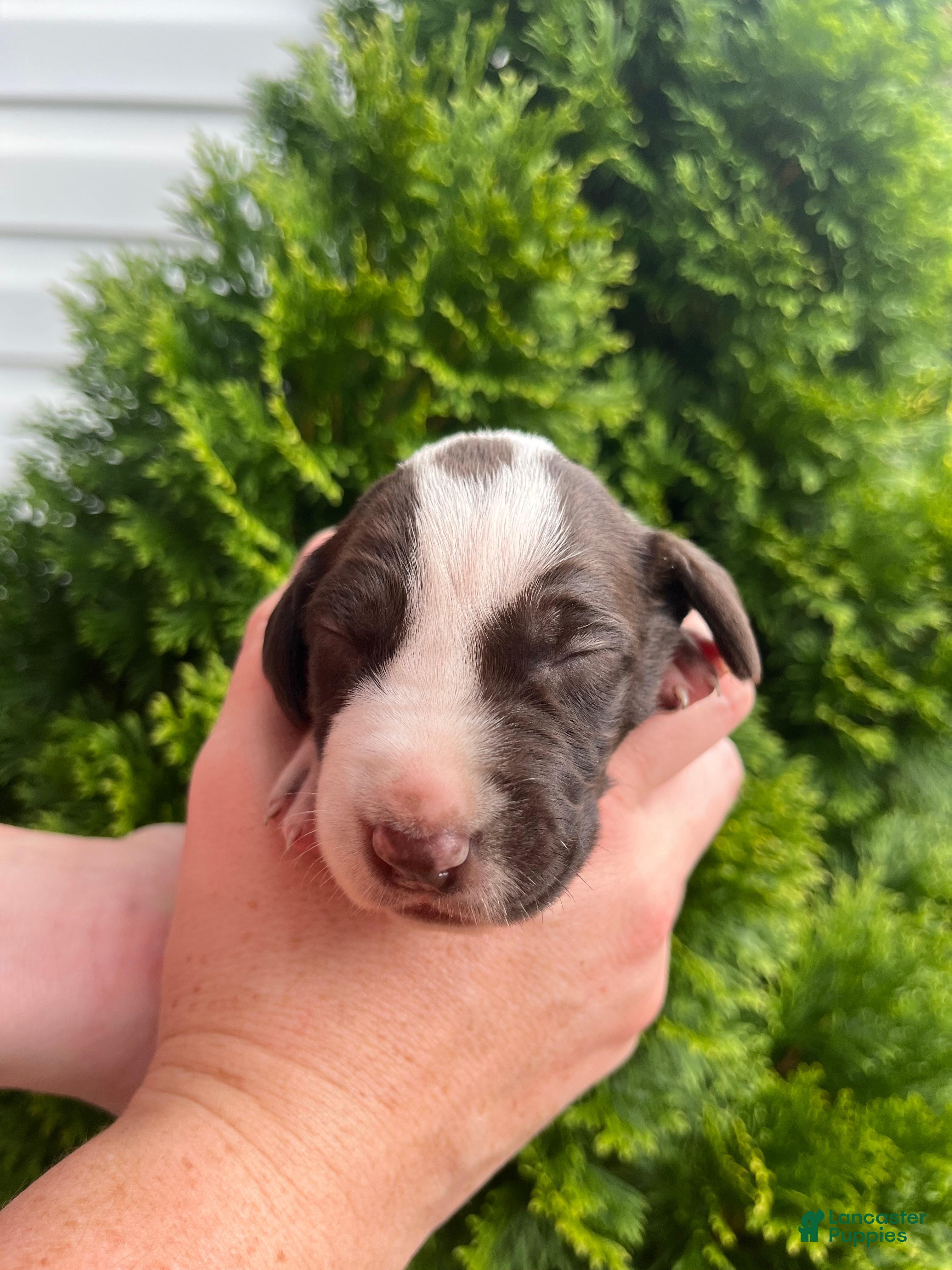 German Shorthaired Pointer dogs German Shorthaired Pointer (FEMALE E) - Ad 1
