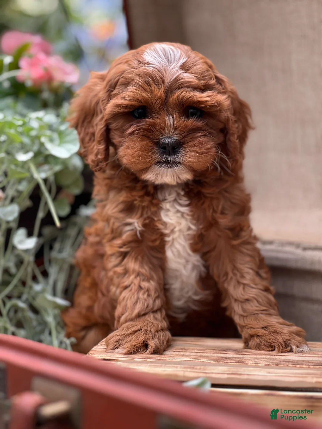 Cavapoo dogs for sale: Karl - Ad 1