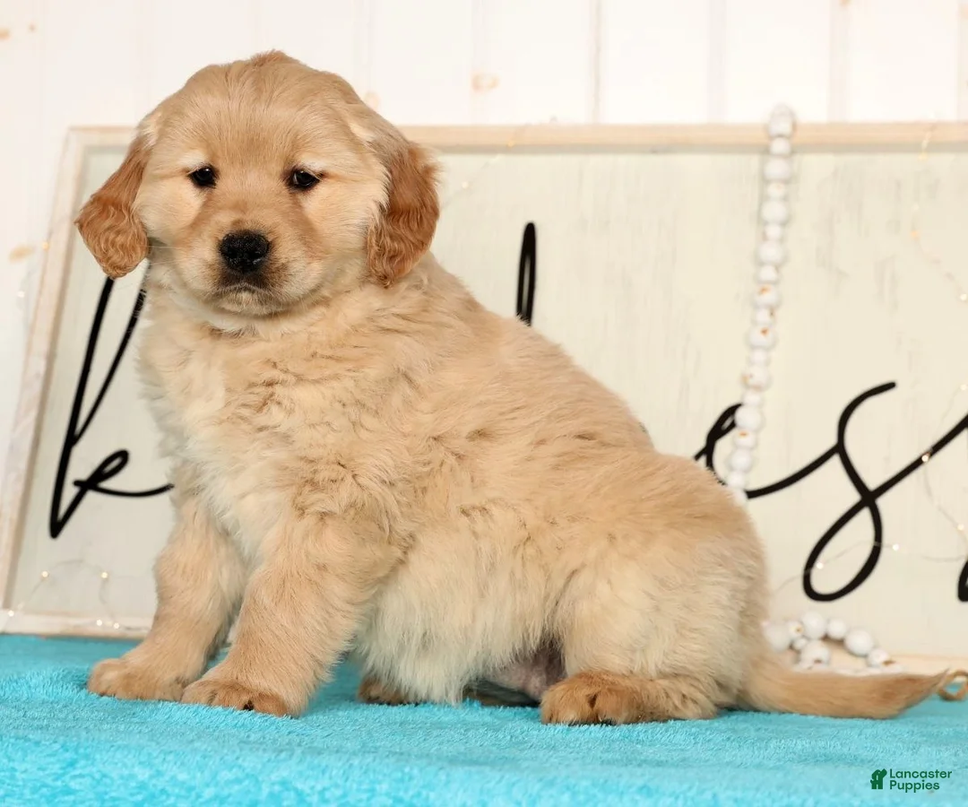 Golden Retriever dogs for sale: Rose - Ad 4