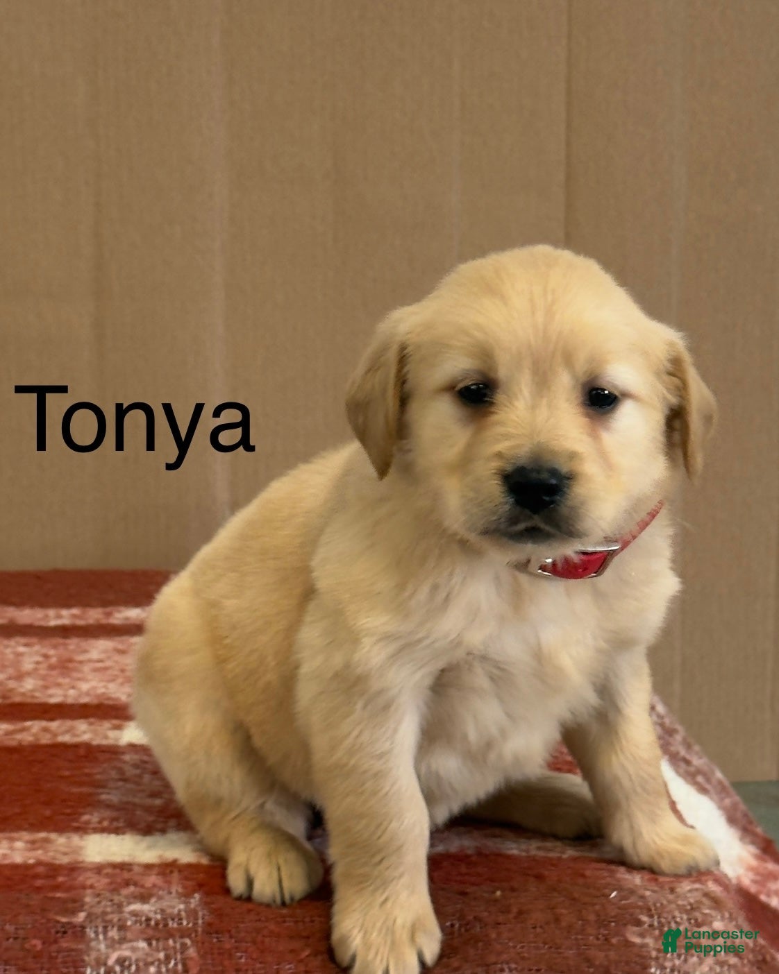Golden Retriever dogs Tonya - Ad 1