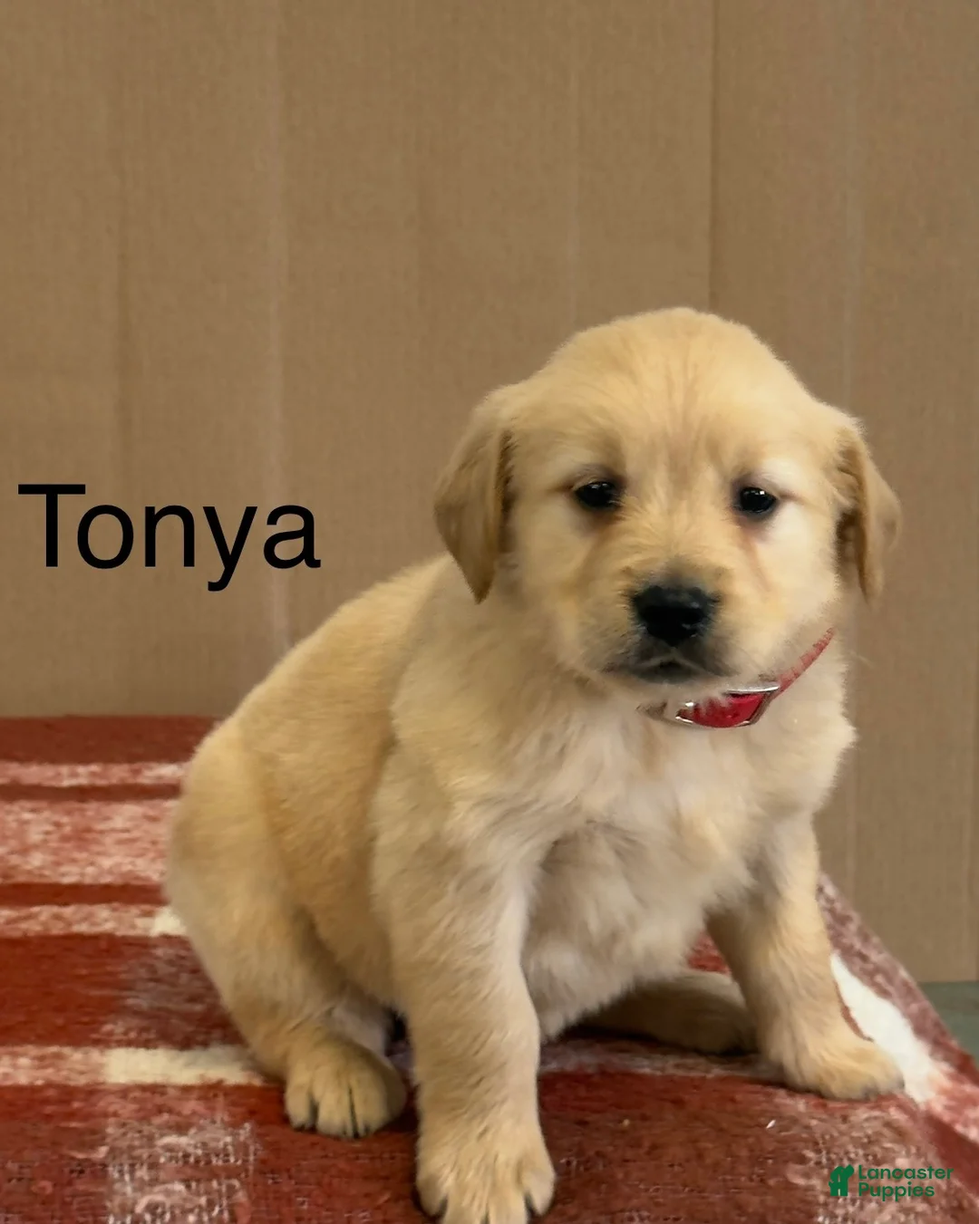 Golden Retriever dogs for sale: Tonya - Ad 1