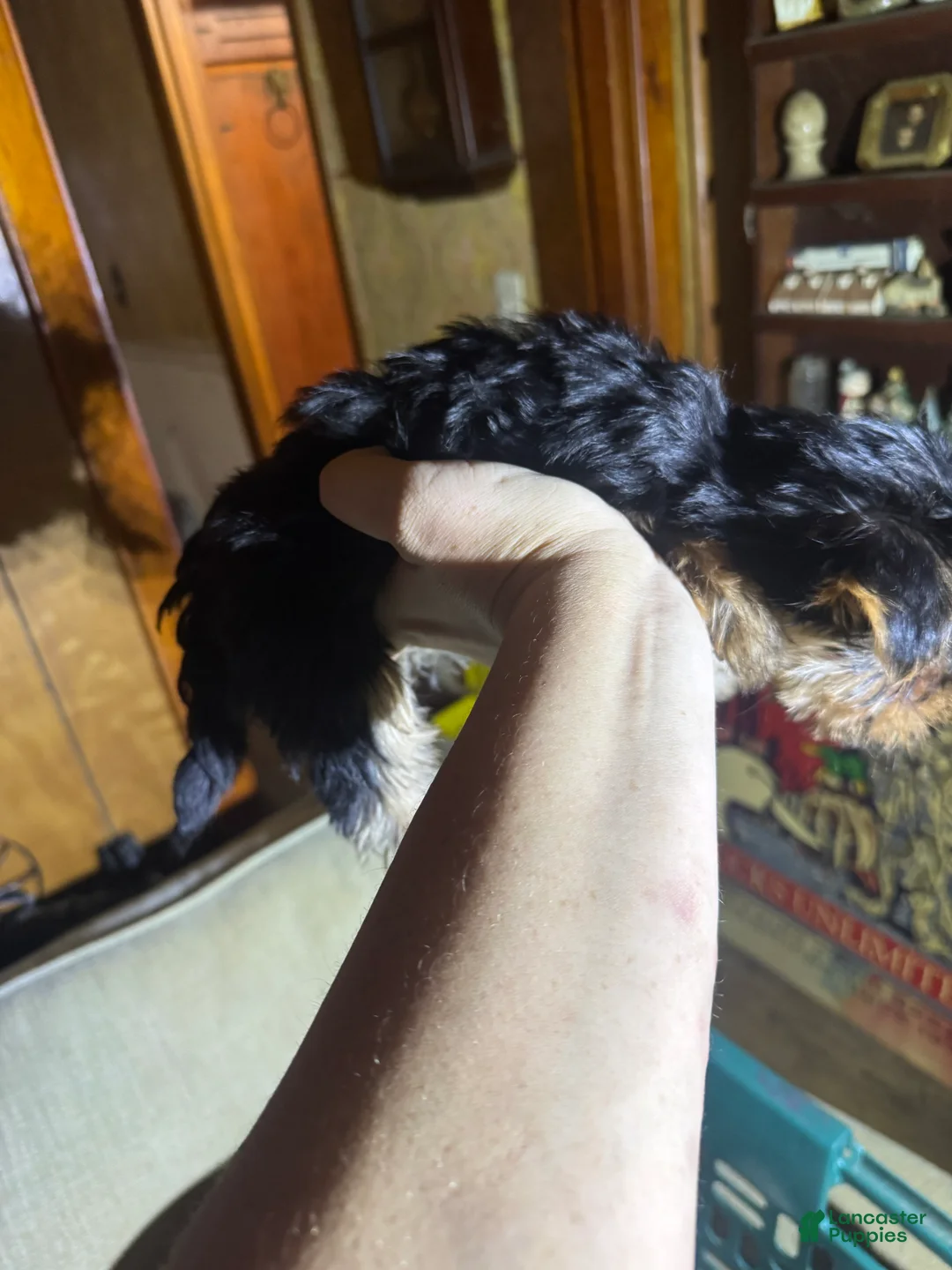 Yorkshire Terrier dogs for sale: Yorkshire Terrier 3 - Ad 1