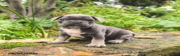 French Bulldog dogs for sale: Angel - Ad 6