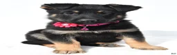 German Shepherd dogs for sale: Lori - Ad 6