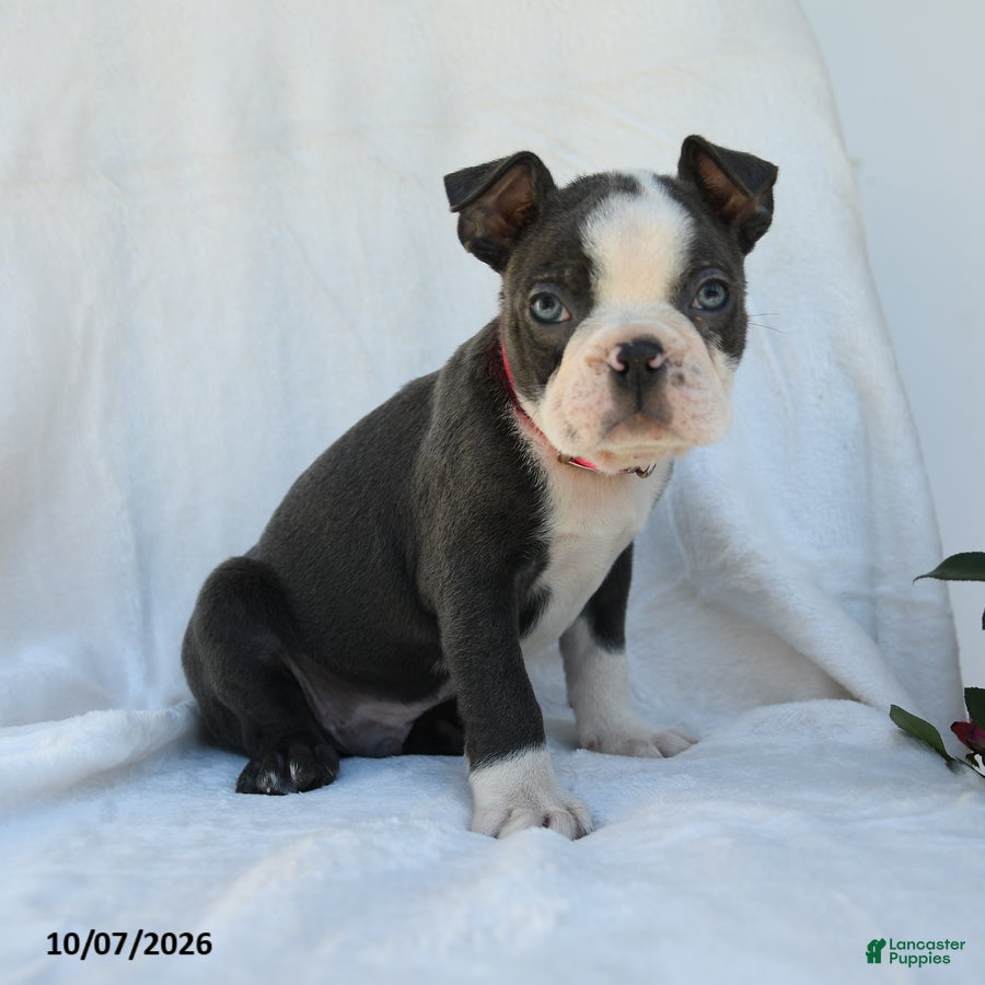 Boston Terrier dogs Phillip - Ad 1