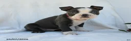 Boston Terrier dogs for sale: Phillip - Ad 1