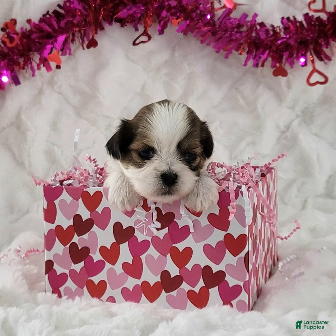 Teddy Bear dogs for sale: Spartan  - Ad 1