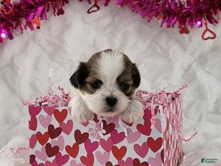 Teddy Bear dogs Spartan - Ad 18