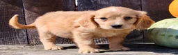 Miniature Golden Retriever dogs for sale: Tulip Female Mini Golden Retriever  - Ad 7