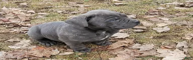Cane Corso 1