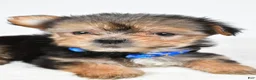 Morkie dogs for sale: Jeff teacup - Ad 3