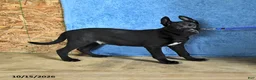 Belgian Malinois dogs for sale: Mooney - Ad 8