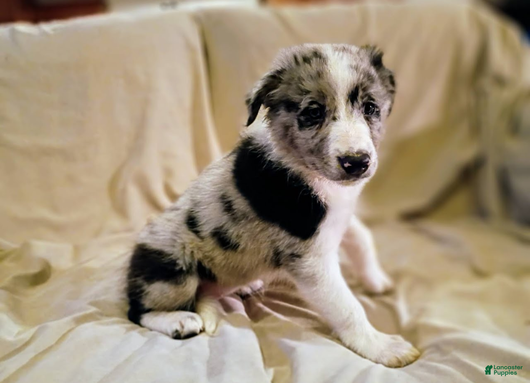 Border Collie dogs Border Collie 3 - Ad 15