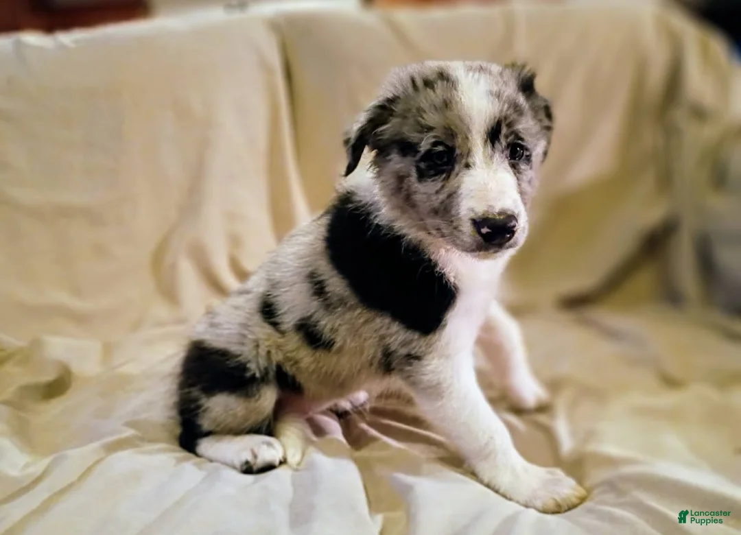 Border Collie dogs for sale: Border Collie 3 - Ad 1